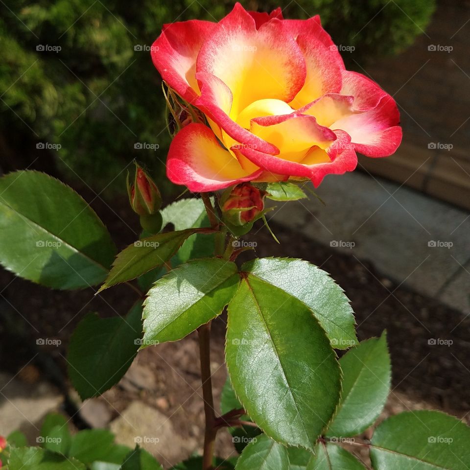 sunset rose