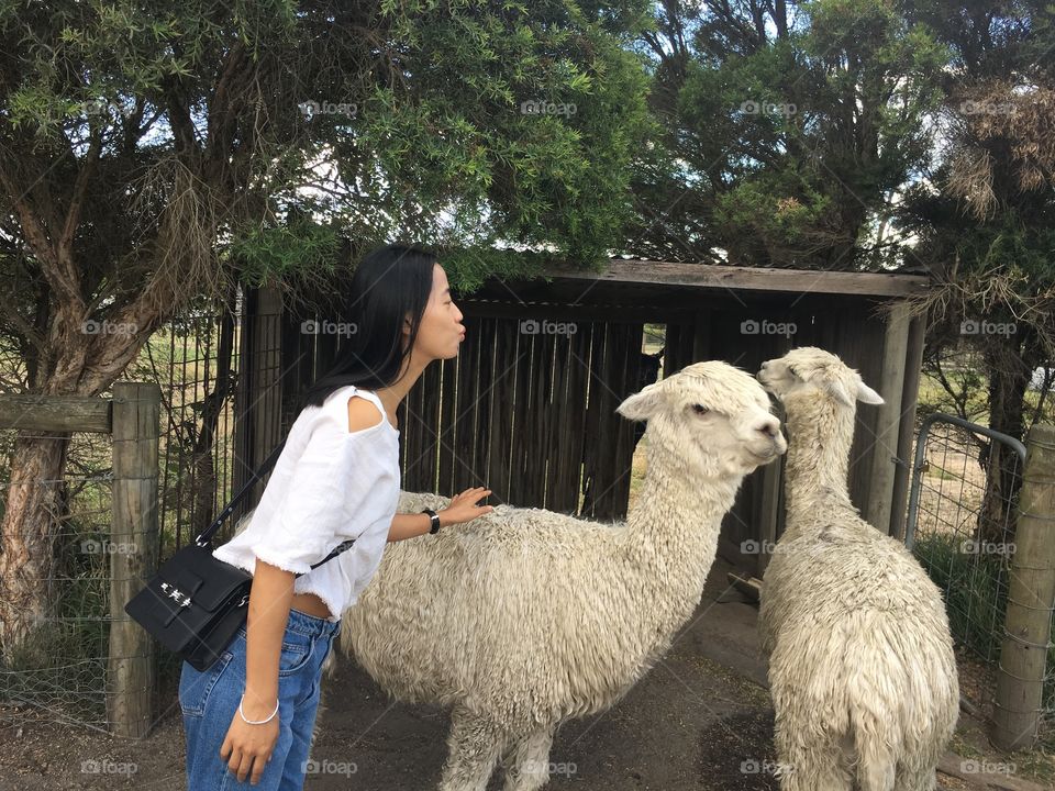 I love alpacas