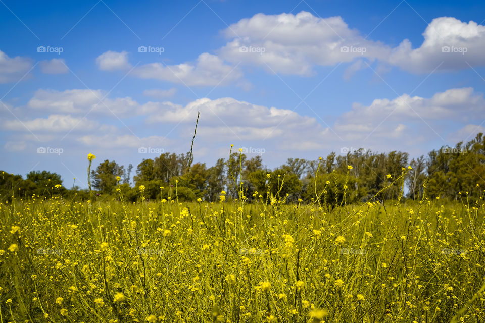 beautiful meadow 🏵️🏵️🏵️🏵️🏵️