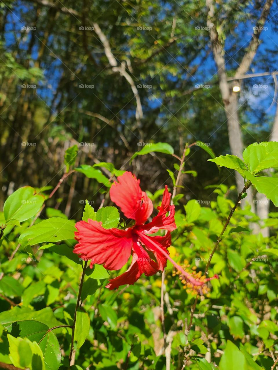 Red Hibiscus Flower,Mexico