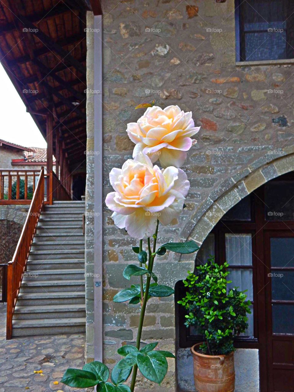 Big, pale pink and yellow roses in the courtyard of a monastery in Greece.