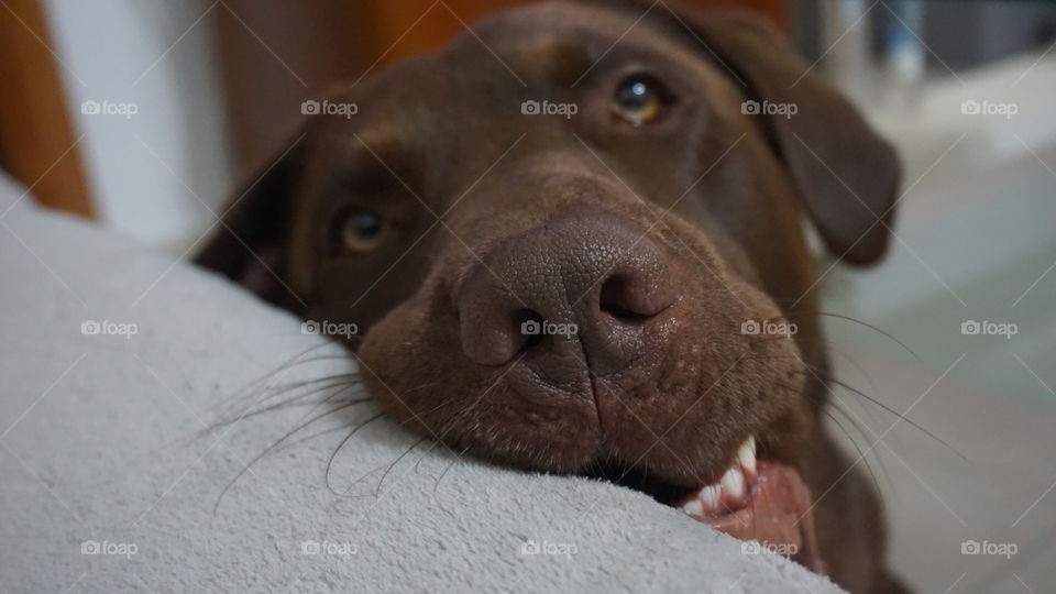 Labrador#dog#canine#cute#animal#portrait#face