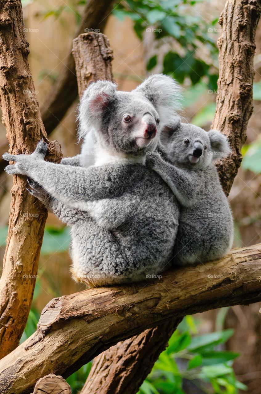 Beautiful shot of a mother and baby Koala. All proceeds go towards the conservation of endangered species.