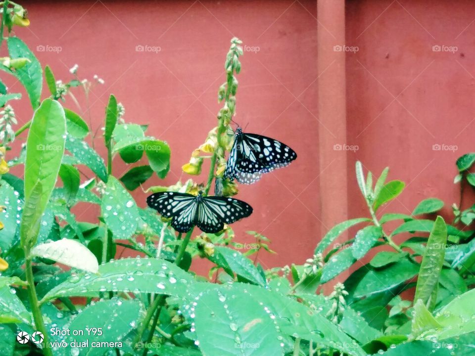 Downpour Magic - Butterflies