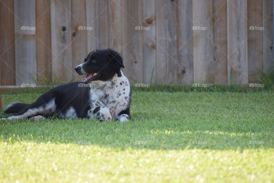 Susan in the back yard . Black and white dog enjoying the summer