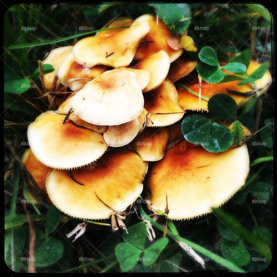 Mushrooms in the clovers 