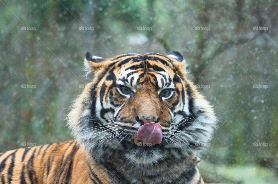 Tiger thinking I look tasty