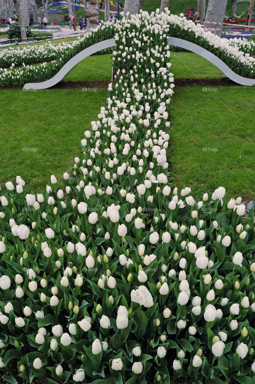 white roses