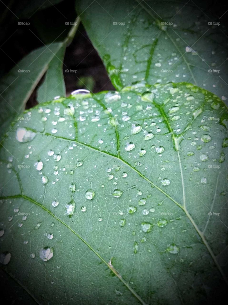 green leaves in the water drop