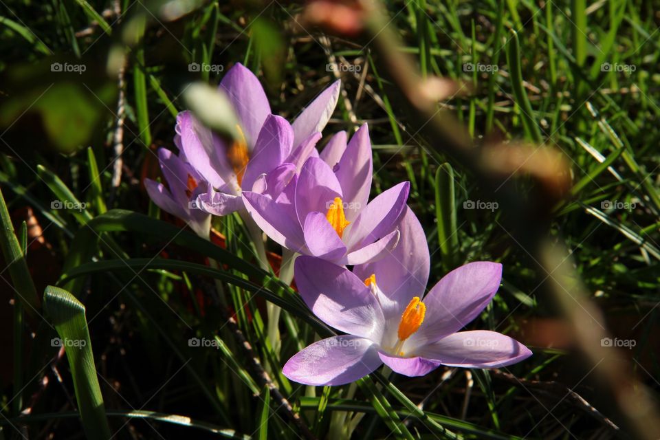 Crocus flowers in a row. crocus flowers in a garden nicely in a row in the grass in a lawn with beautiful colors.