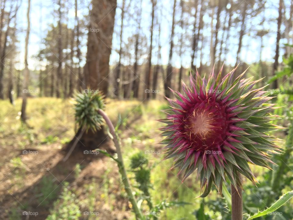 About to Bloom. Thistle flower about to bloom in a wildfire burn area