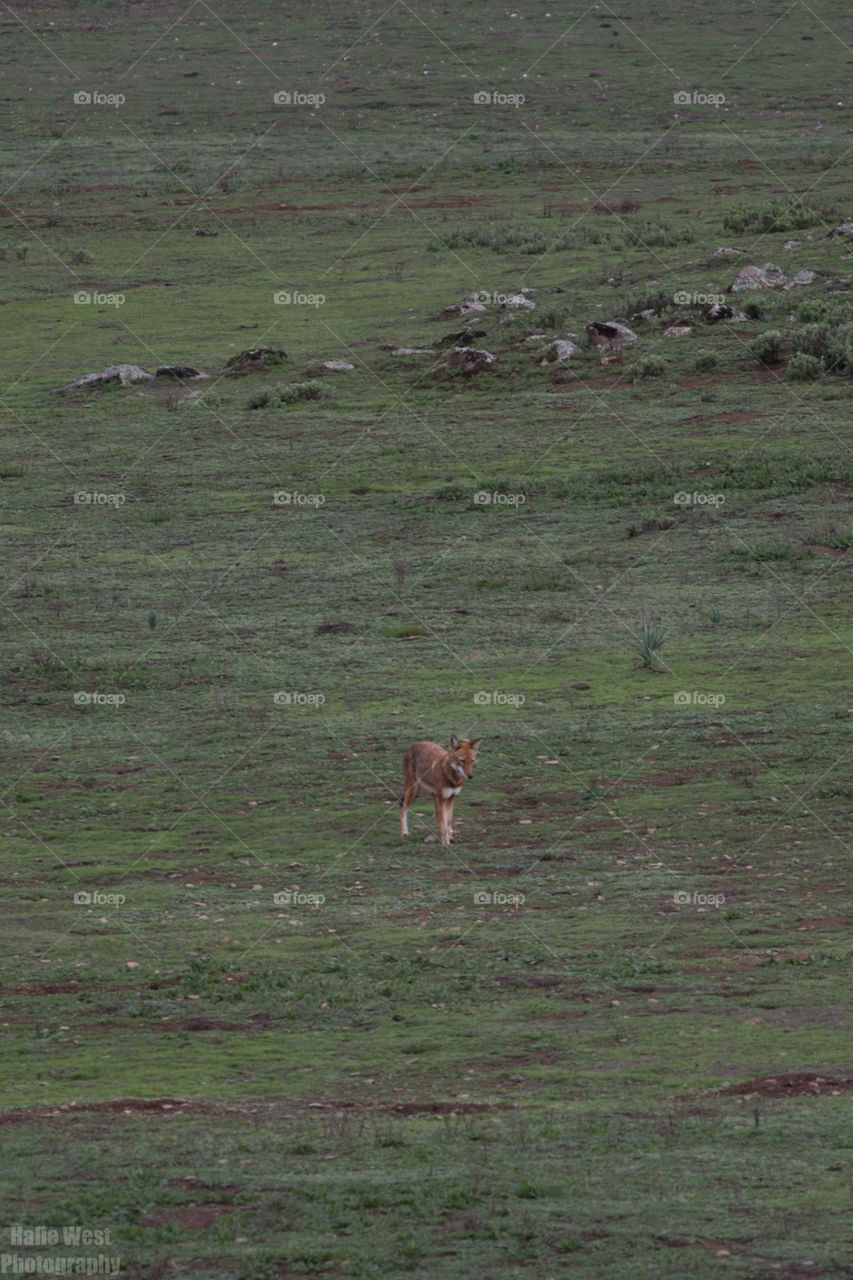 Ethiopian wolf 33