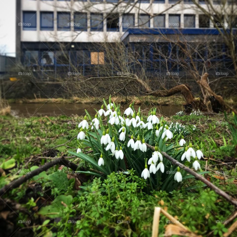 Beautiful wild snowdrops bloom prettily in contrast to an abandoned building in Edinburgh, Scotland. 