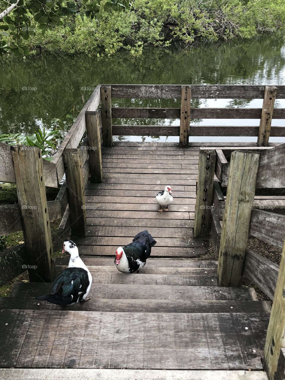Ducks walking up wooden stairs by the water