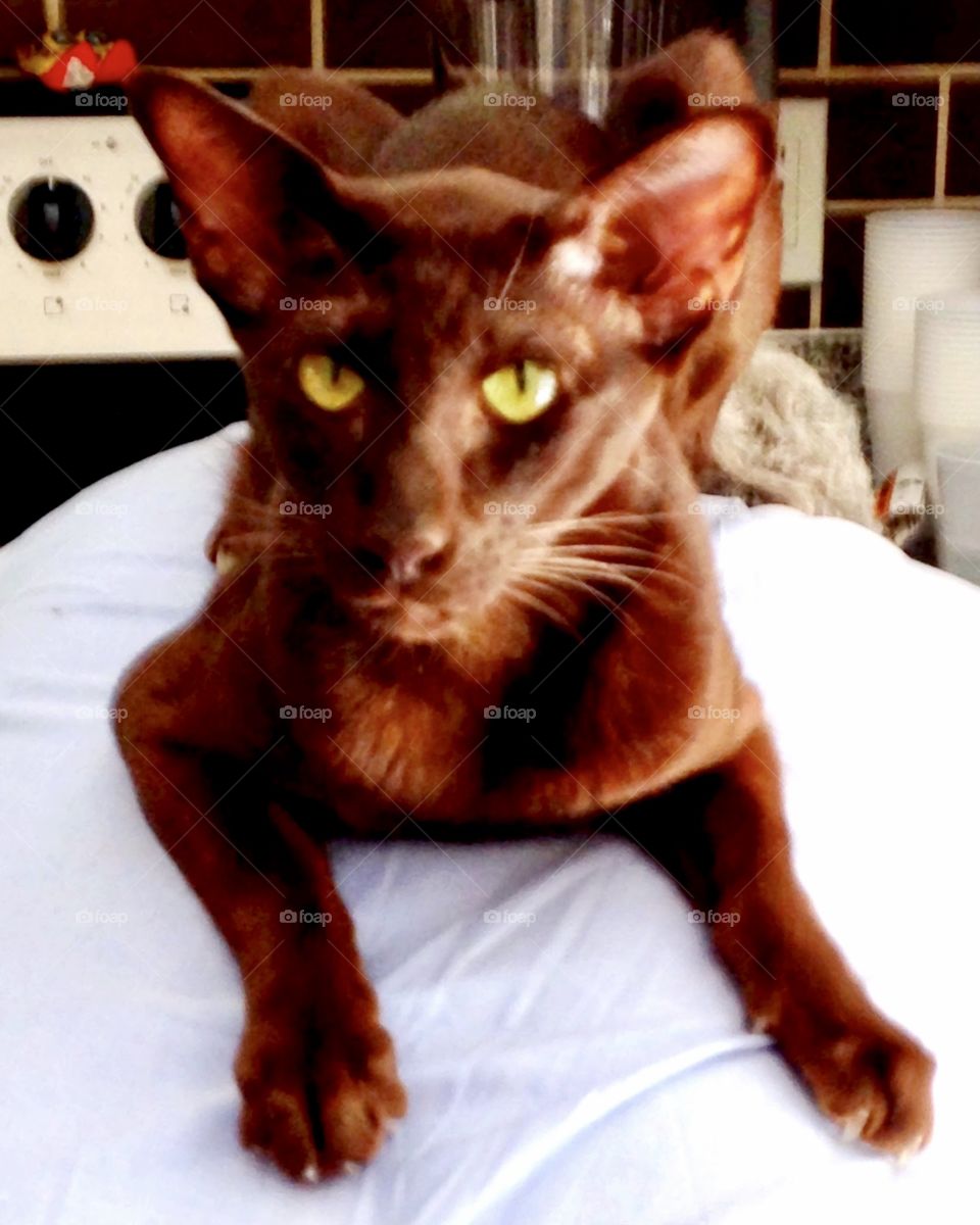 Oriental Shorthair Likes To Sit On People 