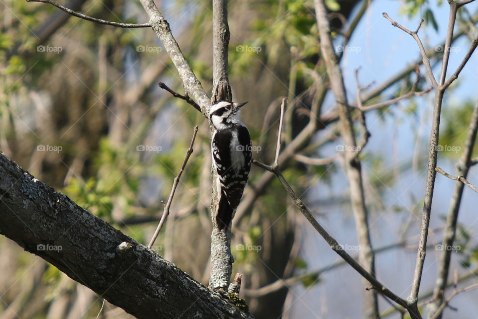 Tree, Nature, Wildlife, Bird, No Person