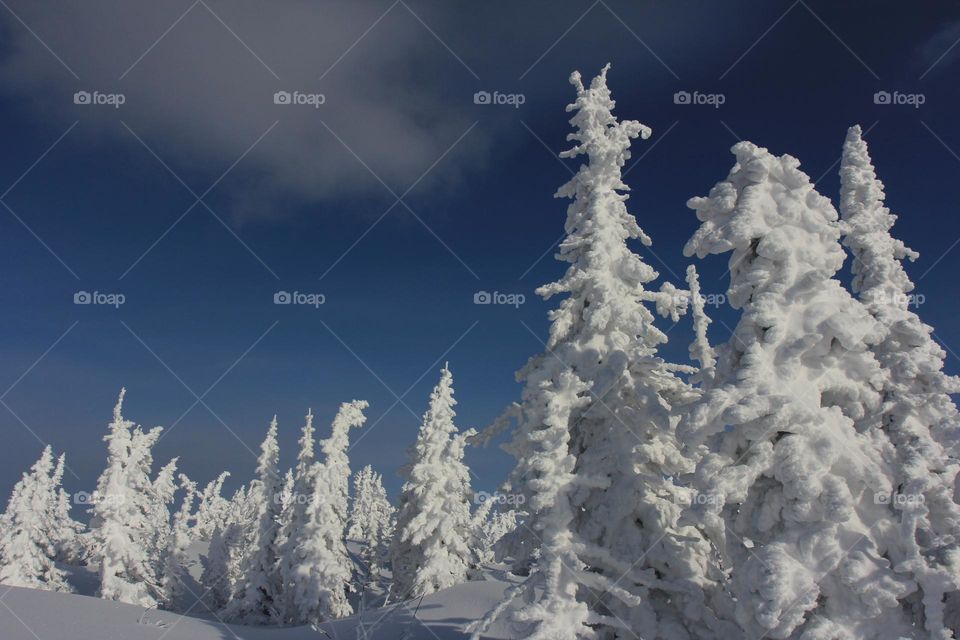 winter forest covered with a blanket of snow