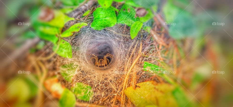 a little spider in a spider web