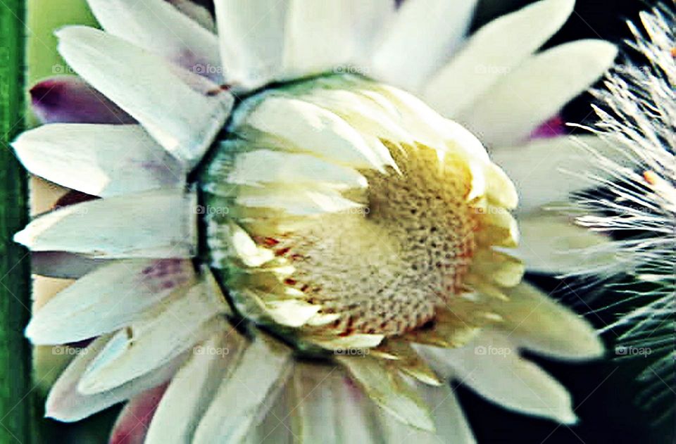 Flor macro