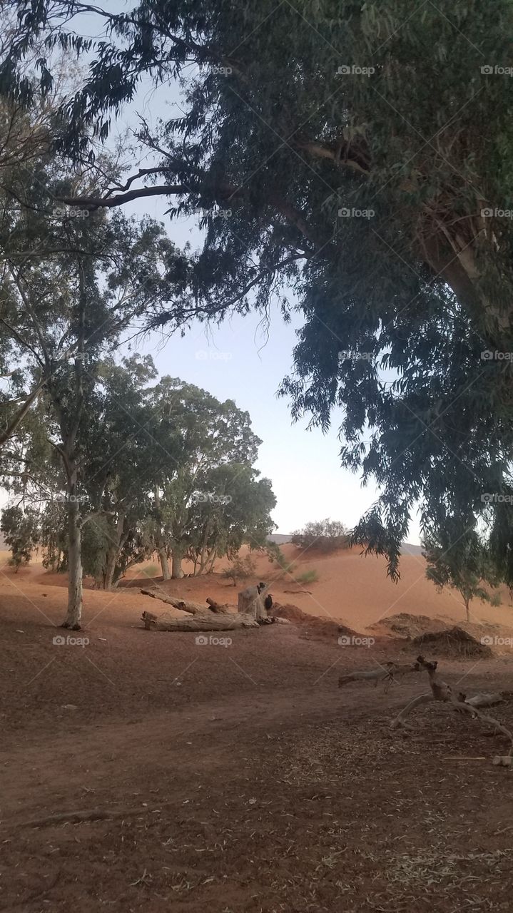 Desert trees and sand