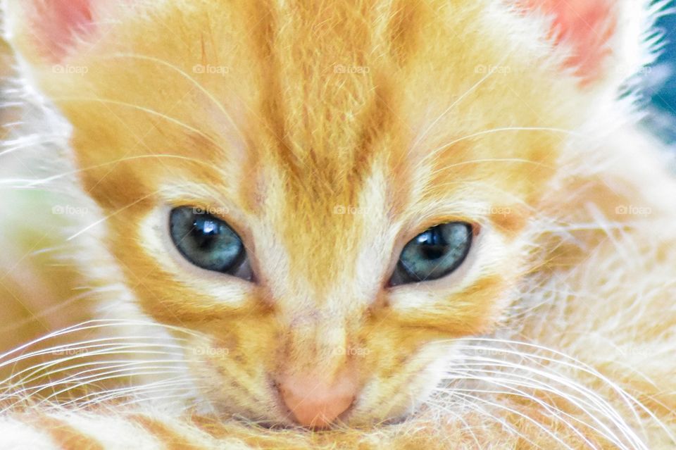orange kitten face