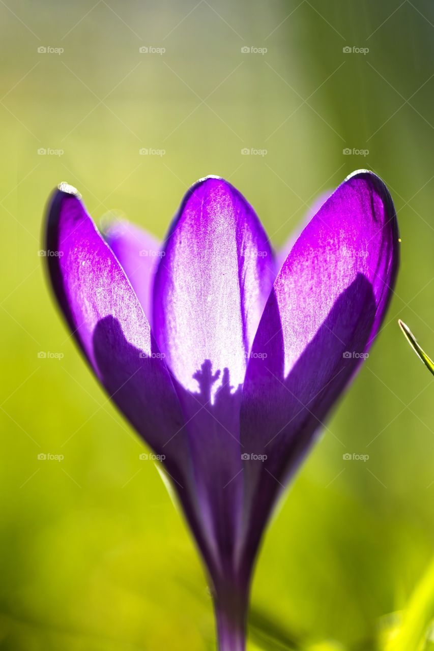 a closeup portrait of a purple crocus flower where the shadow of the pestils is cast onto the sunlit flower petals.