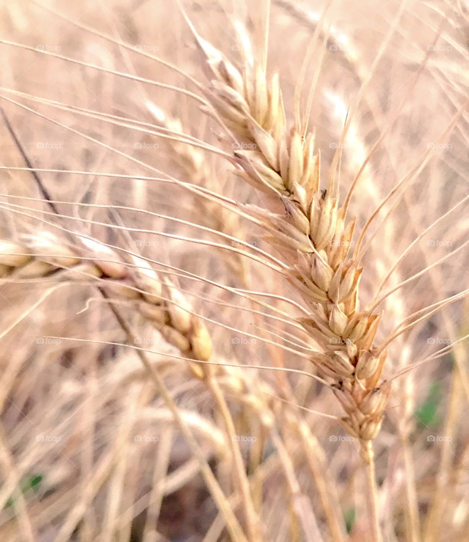 Close-up of corn field
