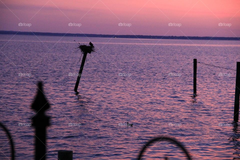 Sunset Osprey Nest