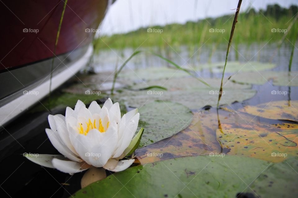 Lily on the lake with a Fishing boat