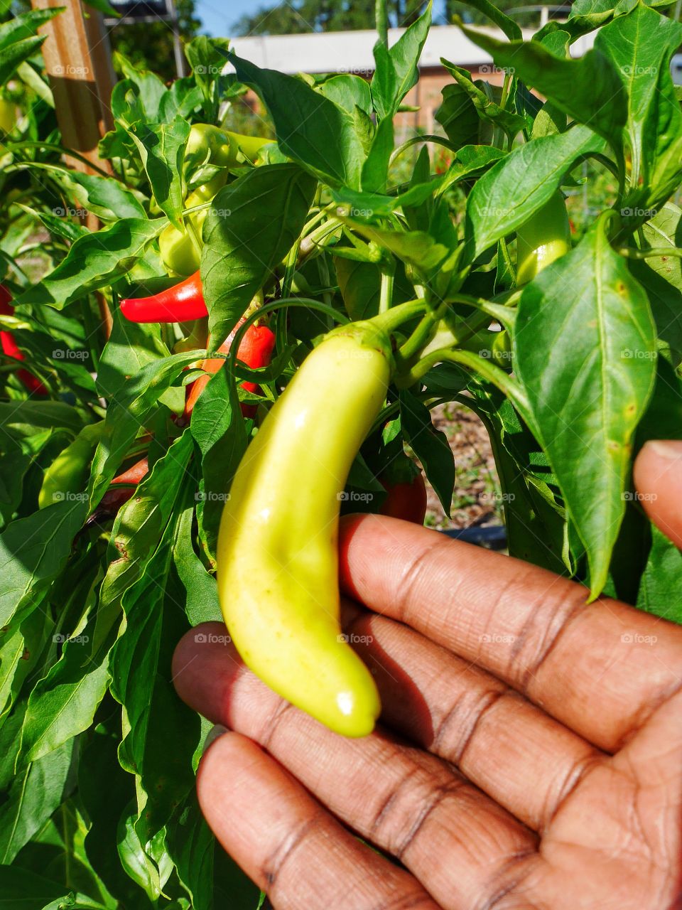 A pepper plant in a garden