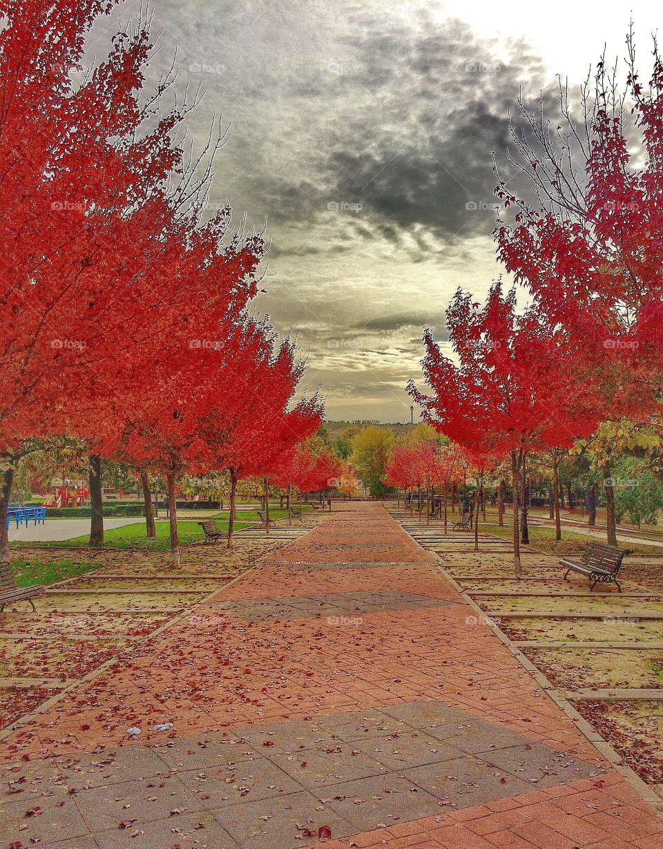 Autumn trees
