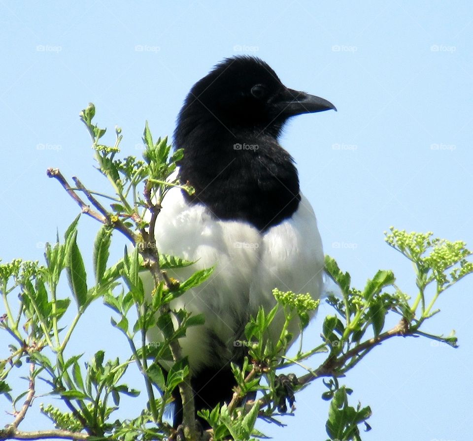 Magpie