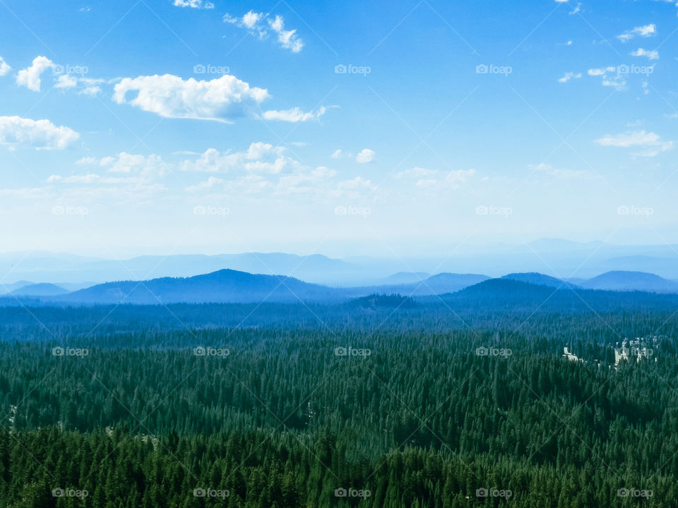 Landscape view of Shasta national forest 