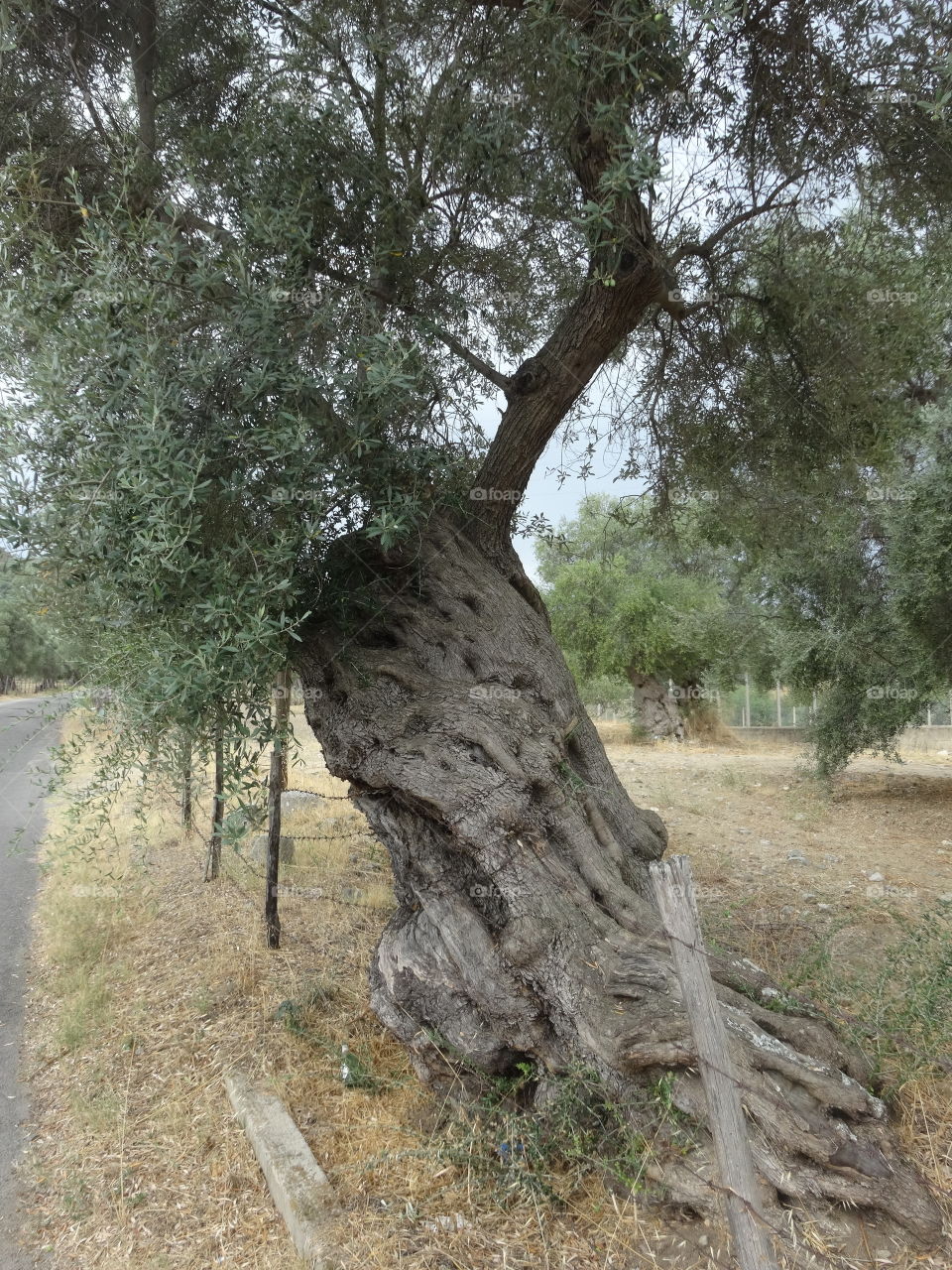 olive tree in Calabria
