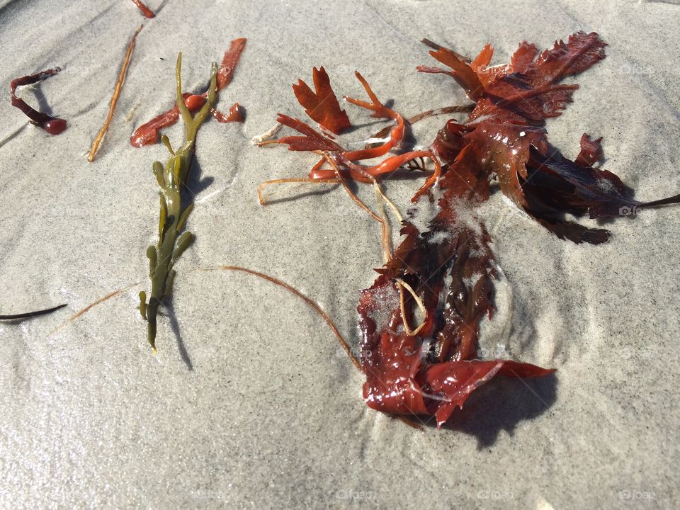 Seaweed on wet sand