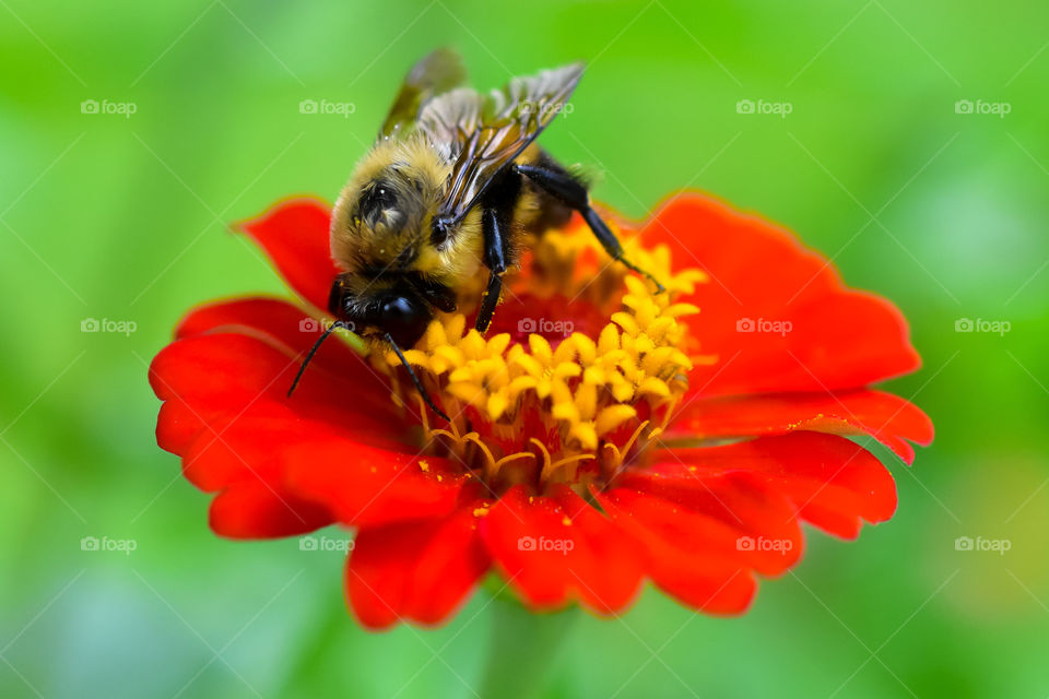 The Pollinator