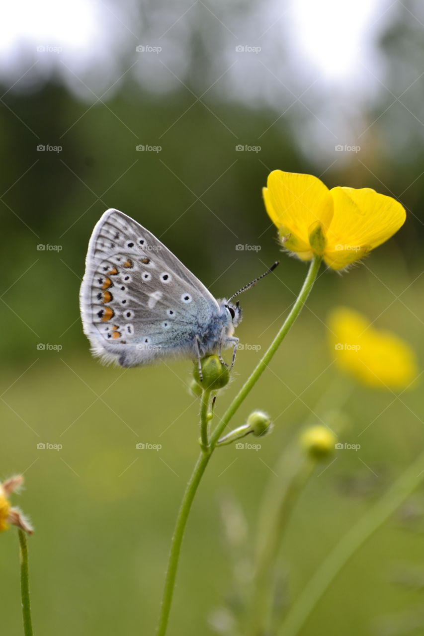 Colourful Butterfly