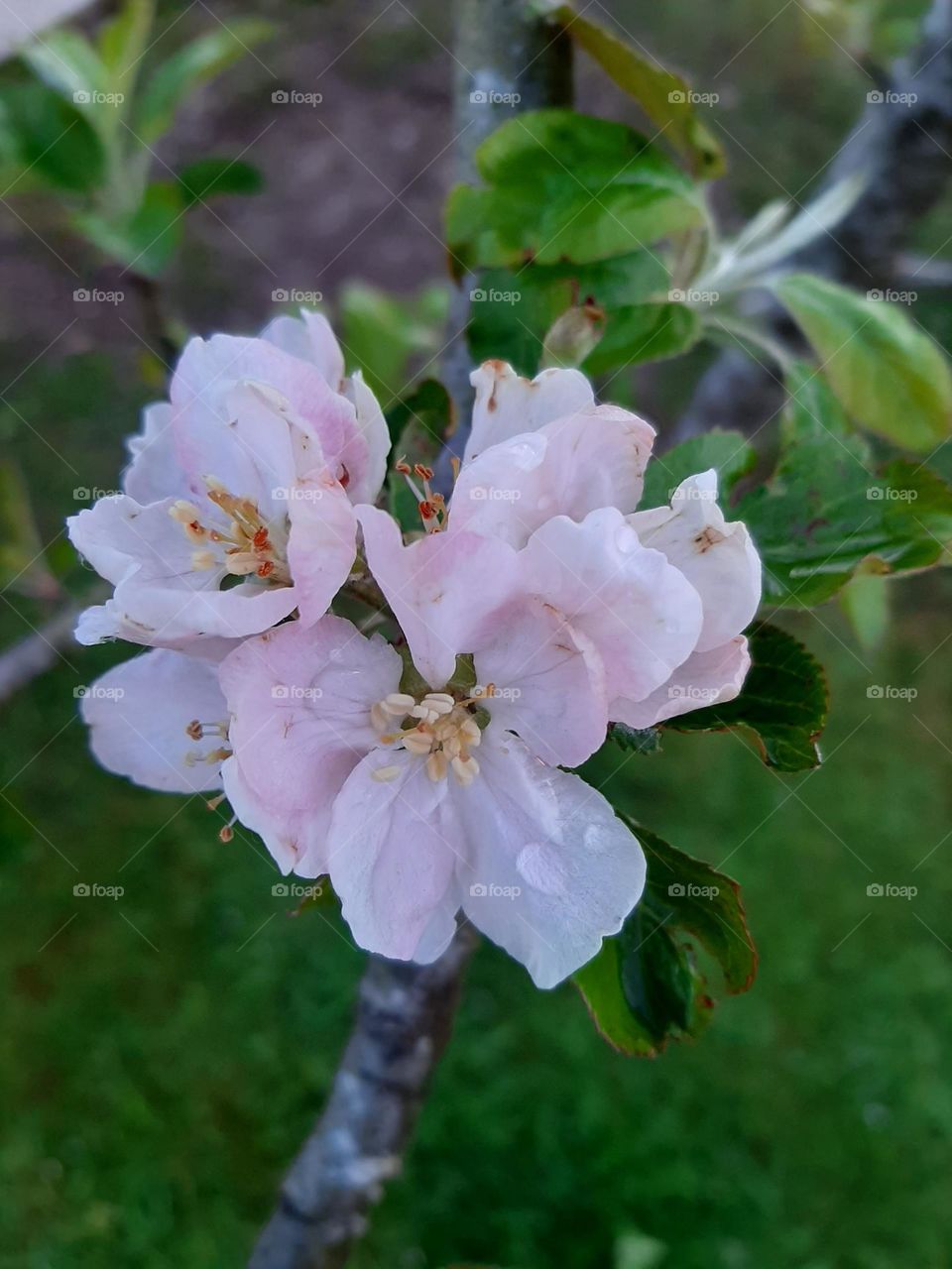 Apple tree flowers