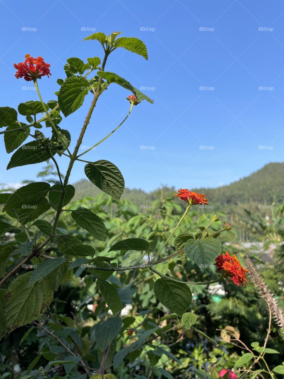 Flower at the mountain 