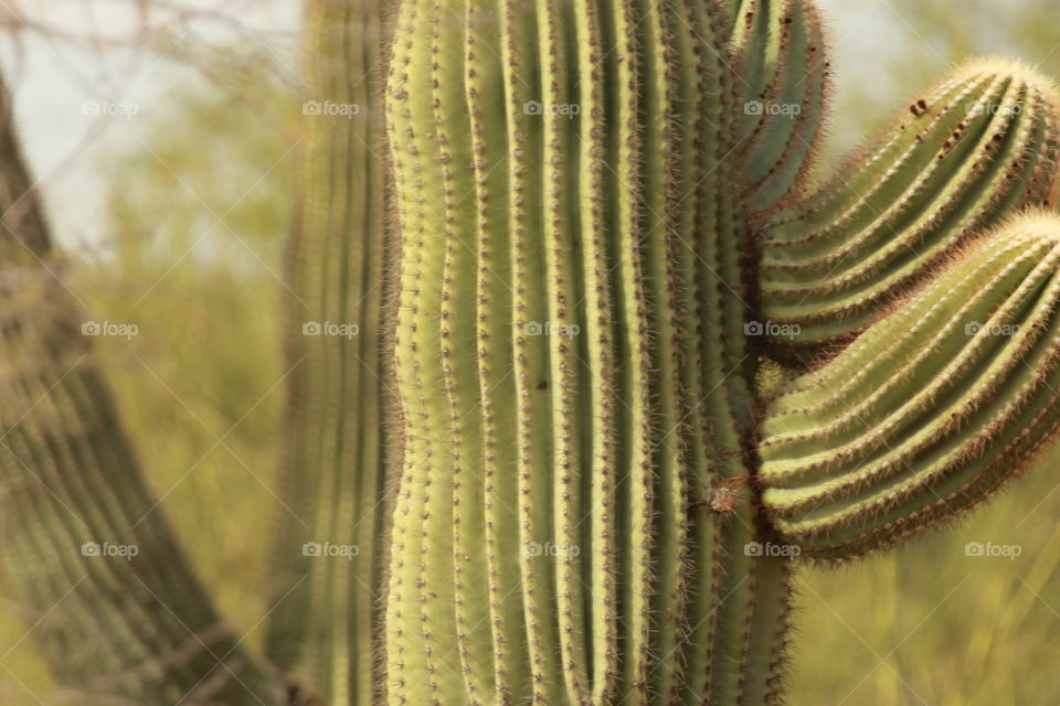 Saguaro cactus