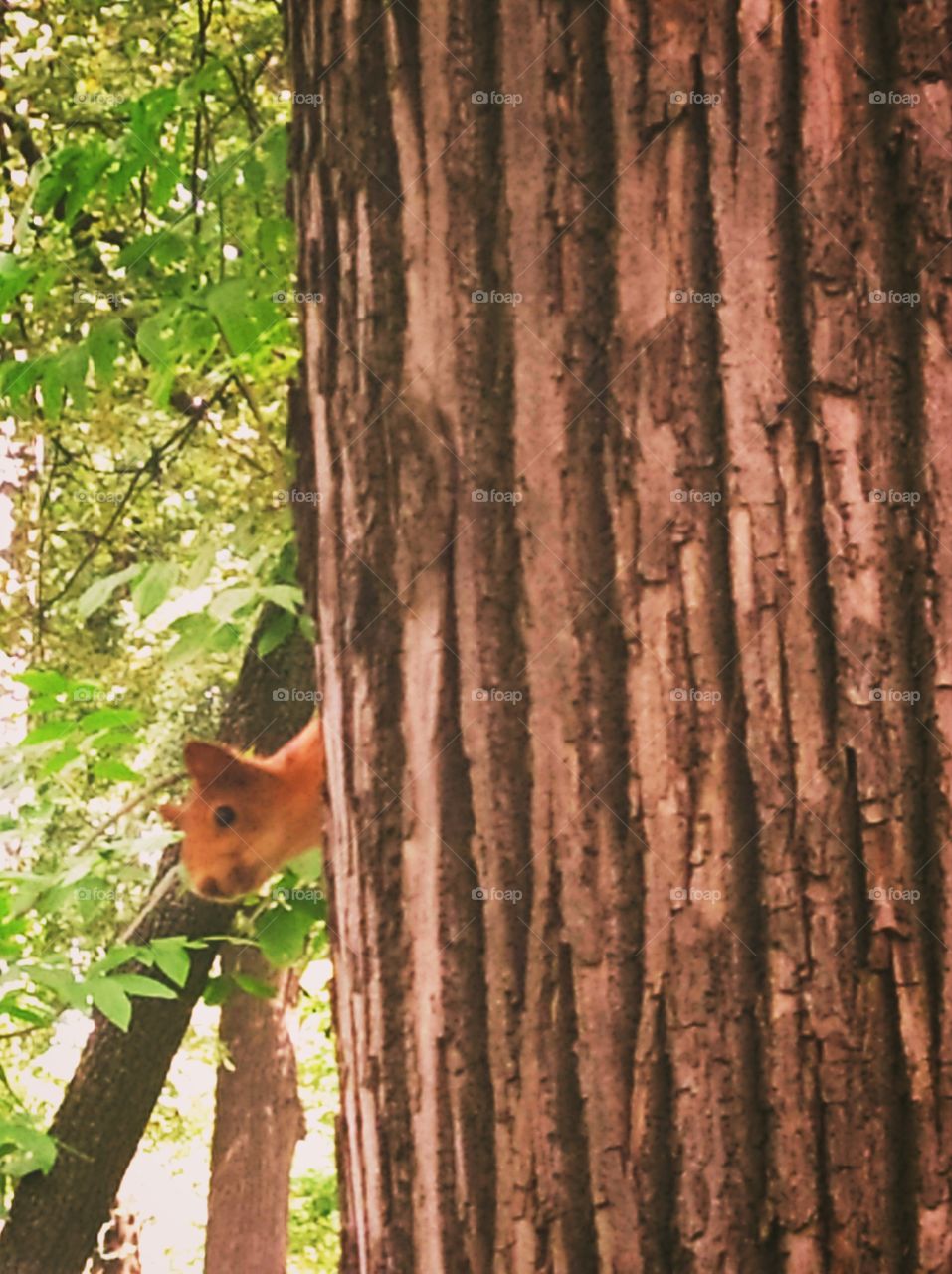 Little squirrel in the tree and peeps