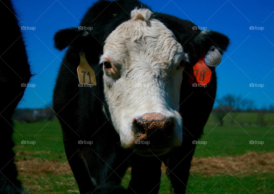 Cow with livestock tag