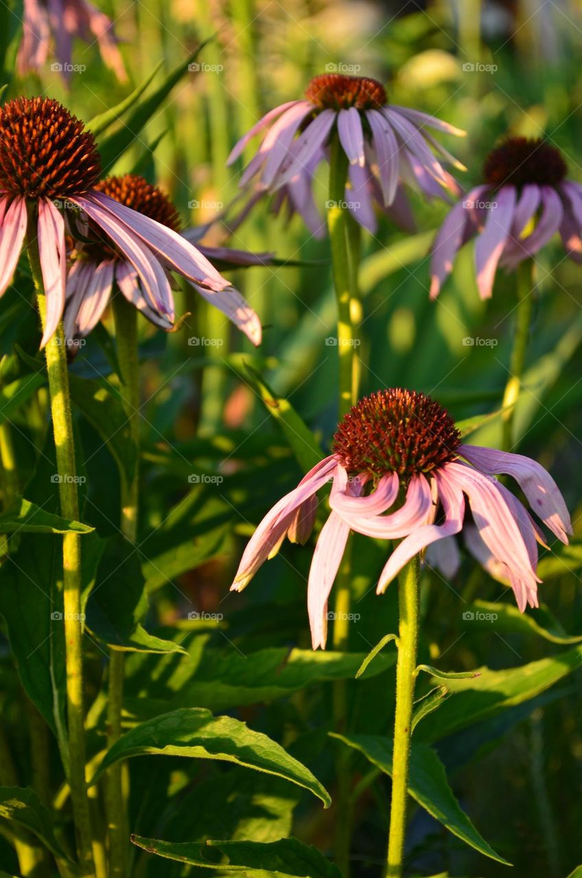 Bright echinacea in the rays of the summer sun