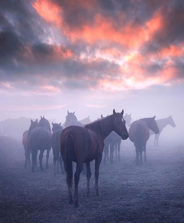 horse love