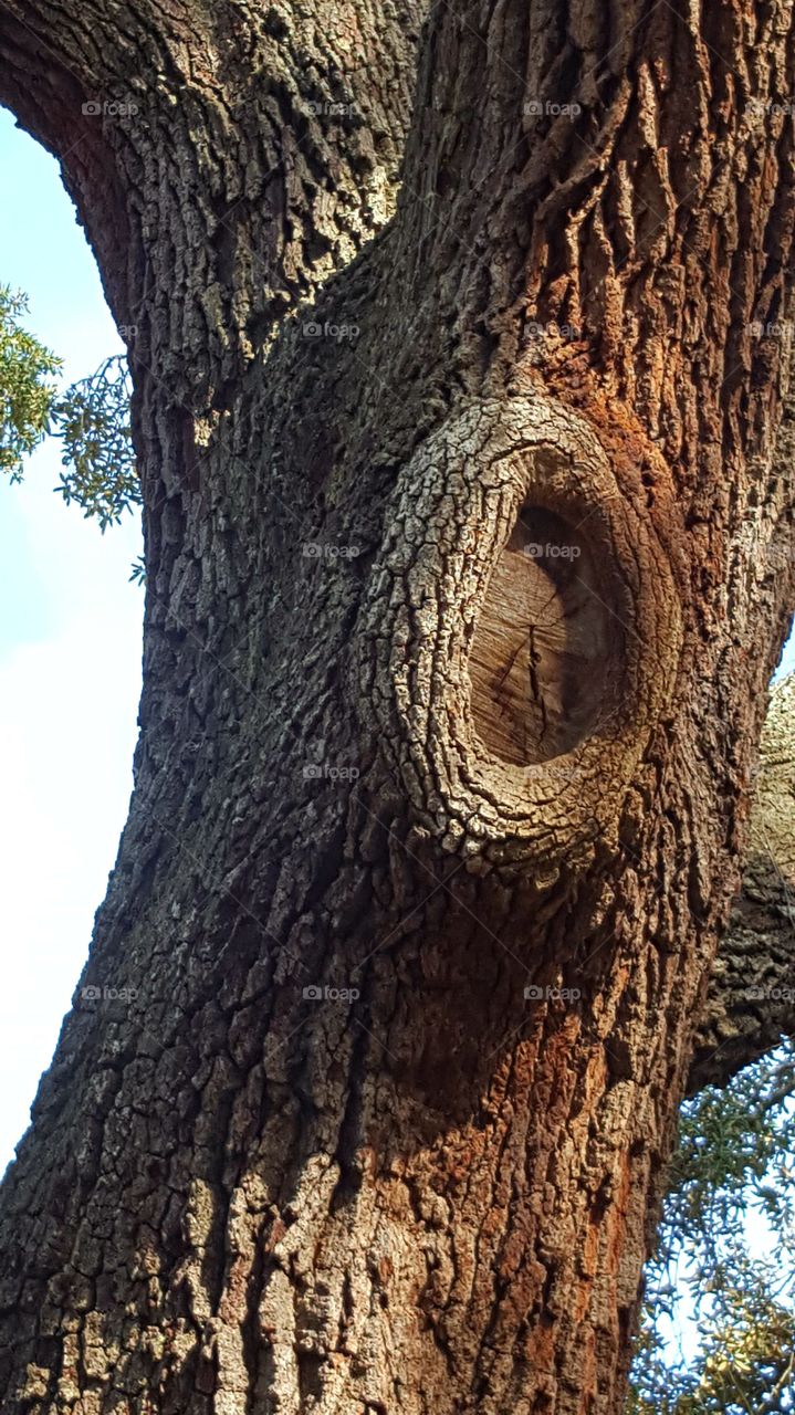 Tree, Trunk, Bark, Wood, Nature