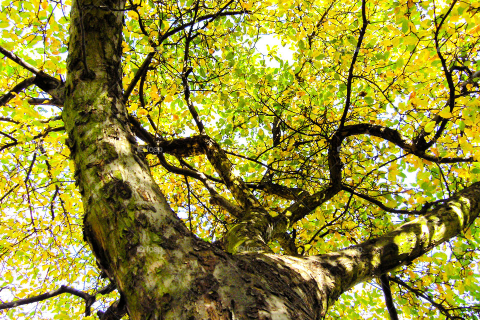 Low angle view of autumn tree