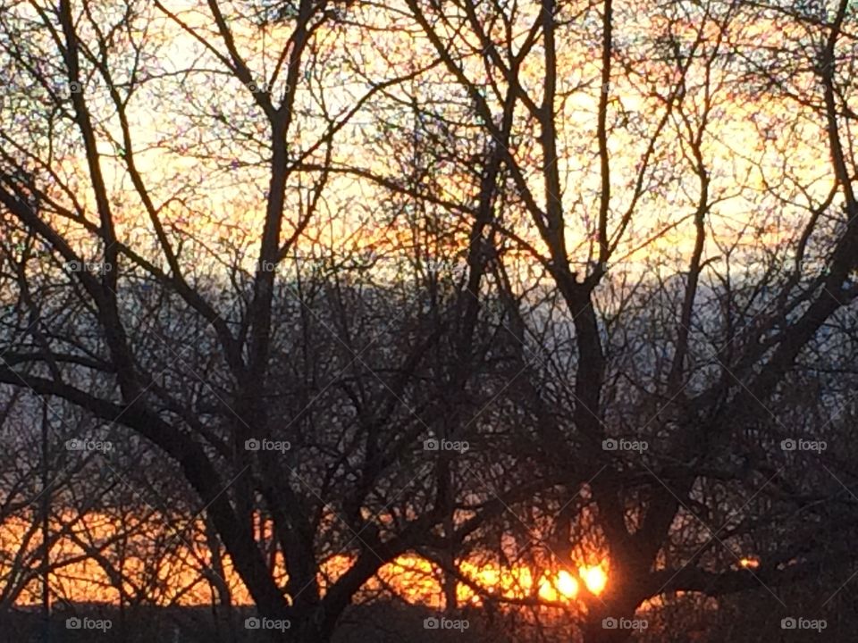 Sunset through the trees