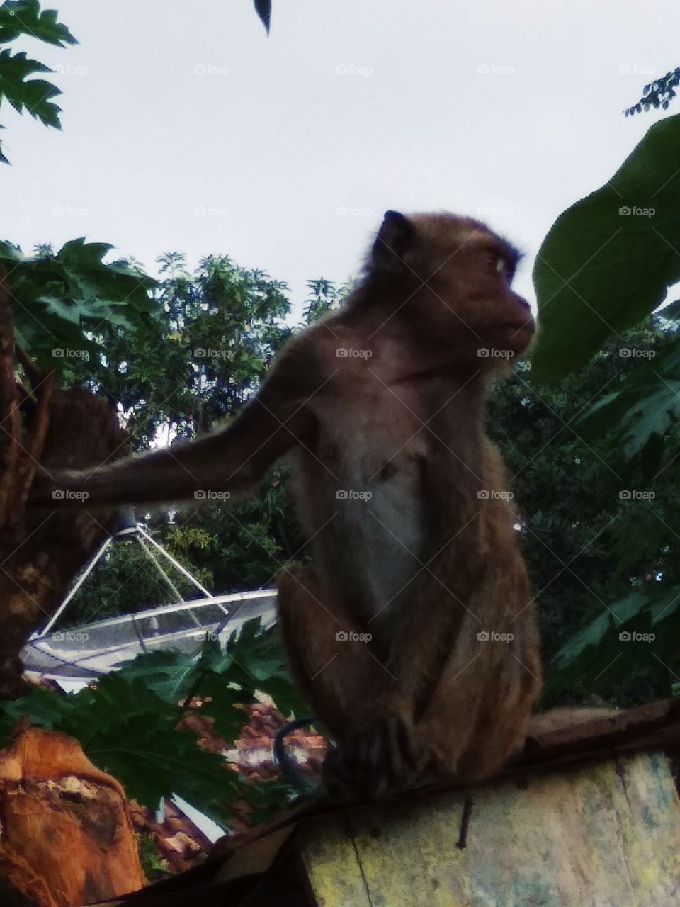 monkey