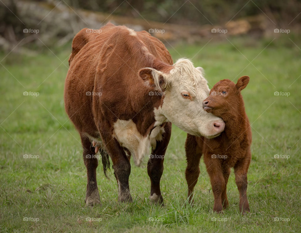 Cow with calf on green land