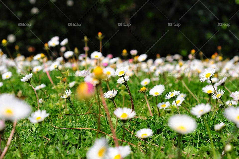 Daisy garden